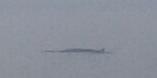 Una delle balenottere avvistate al largo di Vasto fotografata da un peschereccio