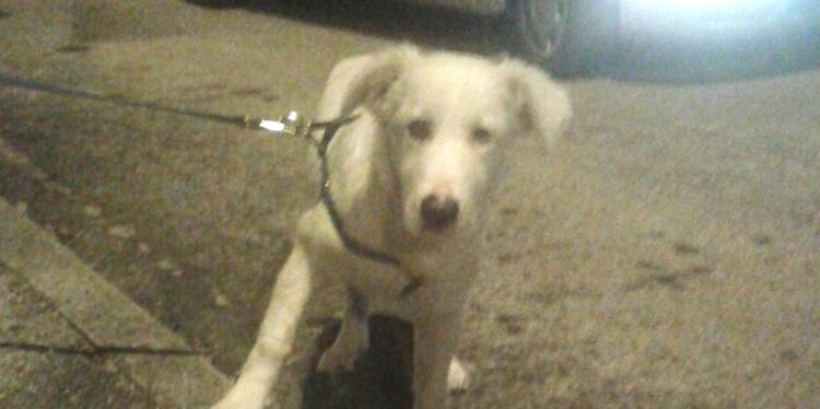 Il cucciolo quando venne trovato in strada (foto Lida)