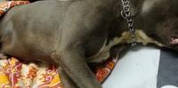 Il cucciolo Argo morto tra mille sofferenze (foto tratta da Facebook)