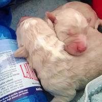 Le cucciole salvate a Roseto (foto da facebook Aipa Teramo)