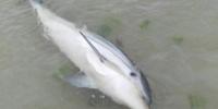 Il piccolo delfino salvato a Francavilla