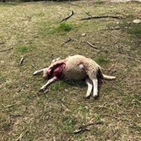 Una delle pecore uccise nel recinto dell'azienda agricola Gramenzi (foto di Demis D'Ignazio)