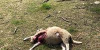 Una delle pecore uccise nel recinto dell'azienda agricola Gramenzi (foto di Demis D'Ignazio)