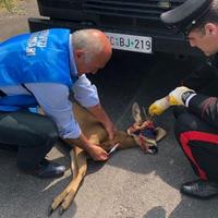 Il capriolo recuperato dai carabinieri forestali e curato dai veterinari della Asl