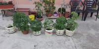 Le piantine di marijuana coltivate dalla badante romena e dal suo convivente