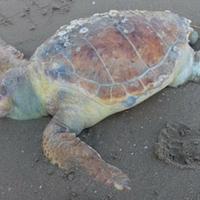 La tartaruga trovata morta sulla battigia