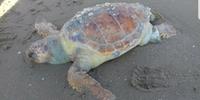 La tartaruga trovata morta sulla battigia
