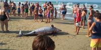Il delfino trovato sulla spiaggia di Pineto (foto di Luciano Adriani)