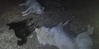 Tre dei dieci cani avvelenati in un allevamento a Cerchio