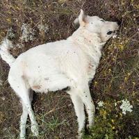 L'undicesimo cane (una femmina incinta di pastore abruzzese) trovato morto
