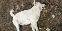 L'undicesimo cane (una femmina incinta di pastore abruzzese) trovato morto