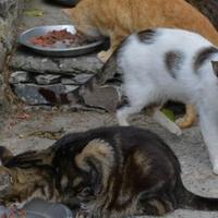 Vietato dare da mangiare ai gatti nel centro storico di Cocullo