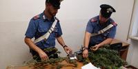 La droga sequestrata dai carabinieri di Carsoli