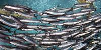 Ridotta la pesca di sardine e acciughe