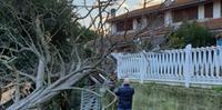L'albero crollato in via Valle San Mauro