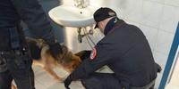 Carabinieri con il cane antidroga cercano sostanze stupefacenti nel bagno di una scuola
