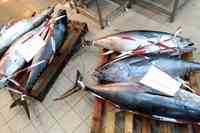 Alcuni esemplari di tonno rosso sequestrati dalla guardia costiera