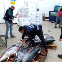 Operazione della guardia costiera: maxi sequestro di tonno rosso
