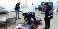 Operazione della guardia costiera: maxi sequestro di tonno rosso