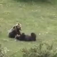 I due orsi marsicani ripresi nel Parco (da video di Jessica D'Andrea)