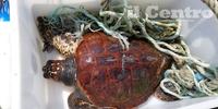 Crow, la tartaruga marina Caretta caretta salvata a Pescara e trovata dopo tre anni al largo di Filicudi