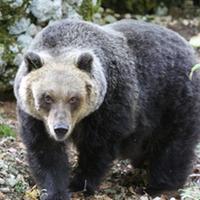 Un esemplare di orso marsicano (foto d'archivio)