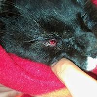 La ferita riportata da un gatto colpito vicino agli occhi dalla fuicilata ad aria compressa