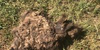 Alcuni resti del cucciolo d'orso a Pescasseroli
