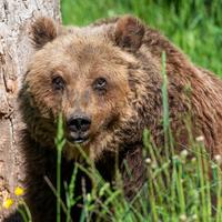 Una immagine recente di Yoga, ambasciatrice dell'orso bruno marsicano in Abruzzo