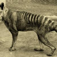 La Tigre della Tasmania scomparsa circa 80 anni fa