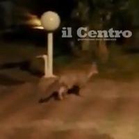 La volpe avvistata sul lungomare di Giulianova