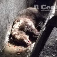 L'orsa morta nell'incidente vicino a Castel di Sangro