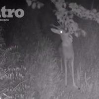 Il capriolo zoppo ripreso mentre mangia nel bosco del Chietino dalla telecamera nascosta di Marco Liberatore