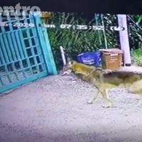 Moscufo: lupo davanti a una abitazione