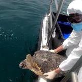 Una delle tartarughe rilasciate in mare