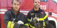 I vigili del fuoco con i due cuccioli salvati tra i rovi di una scarpata