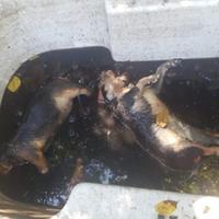 I due cuccioli uccisi per strangolamento in via Saragat