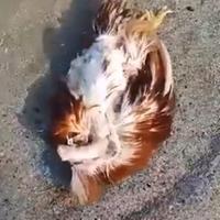 Una gallina morta trovata sulla spiaggia