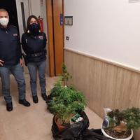 La polizia con le piante di marijuana sequestrate