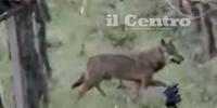 L'esemplare di lupo fotografato a Cappelle sul Tavo nei pressi di via Magazzeno