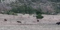 L'orsa Amarena e i suoi 4 (ex) cuccioli fotografati ieri dalle parti di Goriano Sicoli