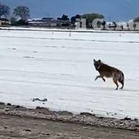 Il lupo solitario avvistato nella piana del Fucino