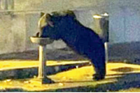 L’orso Juan Carrito mentre si disseta in una fontanella del centro di Roccaraso