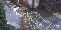 La schiuma bianca sulle acque del fiume Vomano (foto Wwf Teramo)