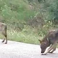 Due lupi avvistati sulla strada a Castel Frentano