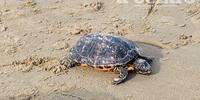 La tartaruga marina morta sulla spiaggia (foto Giampiero Lattanzio)