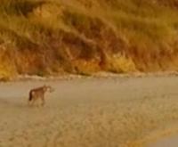 Un lupo fotografato a Punta Aderci