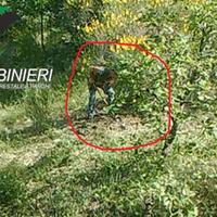 Un tartufaio sorpreso dai carabinieri forestale durante la zappatura