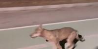 Un fotogramma del video sull'animale in fuga a Vasto marina
