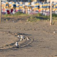 La colonia di uccelli nello scatto del fotografo naturalista Vincenzo Iacovoni